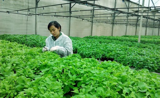 cấp thẻ giám định viên quyền đối với cây trồng
