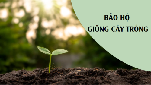 Thủ tục bảo hộ giống cây trồng