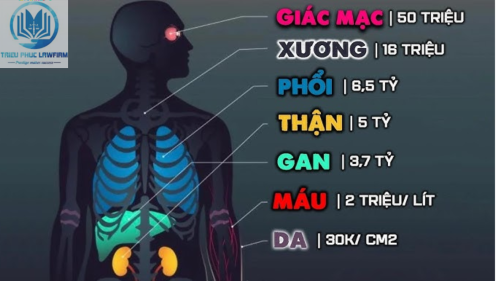 Mua bán bộ phận cơ thể người phạm tội gì