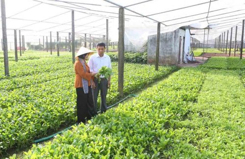 Thành viên phải làm thủ tục chuyển quyền sở hữu tài sản góp vốn cho hợp tác xã đối với các loại tài sản góp vốn nào?