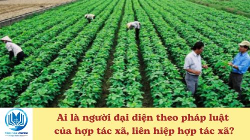 Ai là người đại diện theo pháp luật của hợp tác xã liên hiệp hợp tác xã?