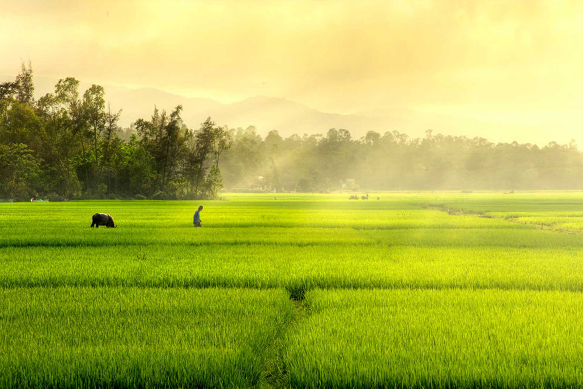 Ảnh minh họa - Nguồn từ Internet